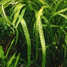 3 x Cryptocoryne Crispatula