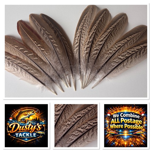 Cock pheasant wing feathers - pheasant,