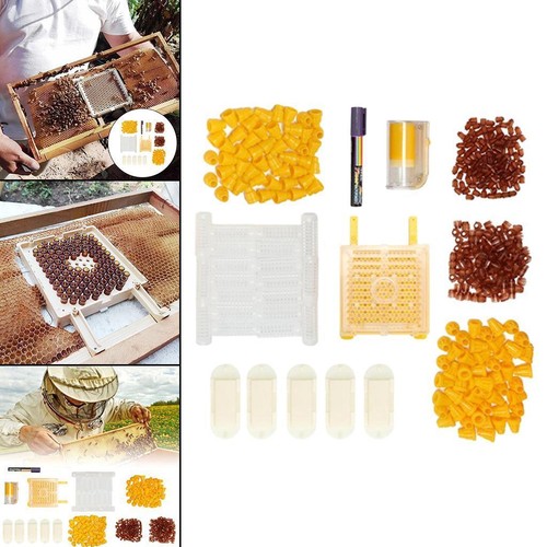Queen bee rearing - kit, for