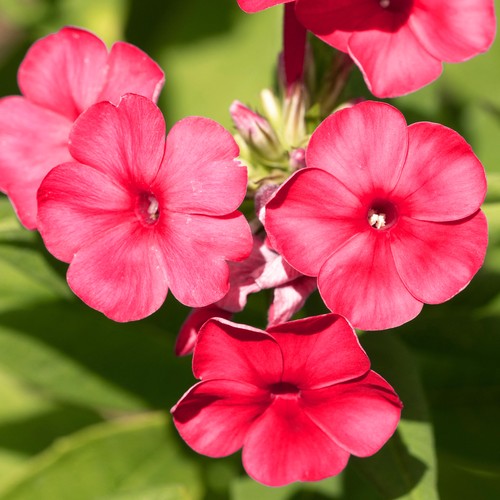 Phlox famous cerise outdoor - famous,