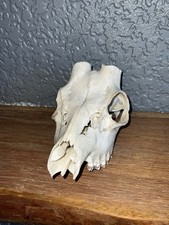 Roe Buck  Deer Skull Real