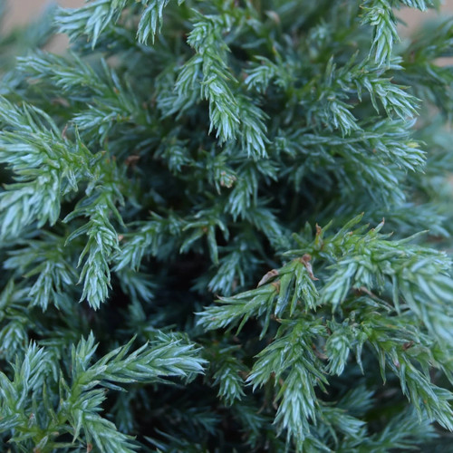 Conifer chamaecyparis pisifera - conifer,