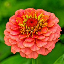 150x Zinnia Salmon Queen Seeds