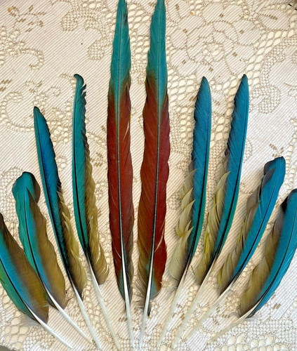 Lot military macaw - of,