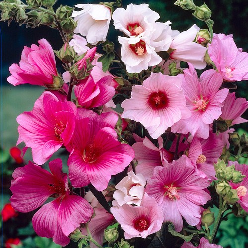 Lavatera plants in - plants,