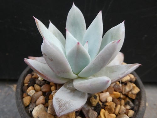 Echeveria mexican giant shown - echeveria,