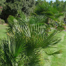 Hardy Fan Palm, Exotic Dwarf Variety, 60?80cm Tall, Hardy, 20cm Pot