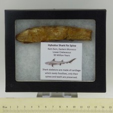 Fossil Shark Fin Spine Hybodus