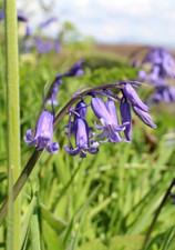 10x English Bluebell BULBS UK