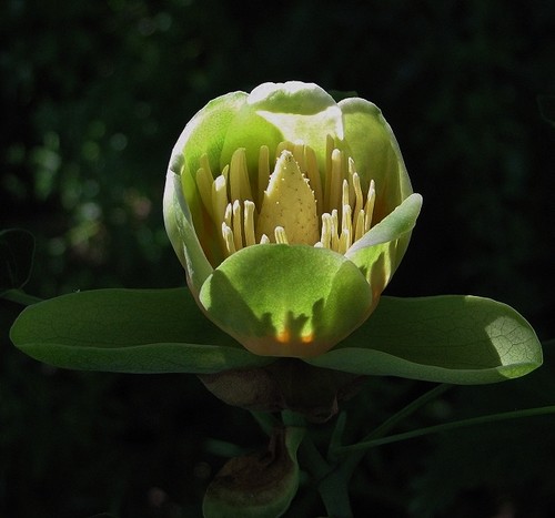 Photo 6x4 tulip tree - 6x4,