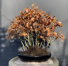European beech bonsai tree - beech,