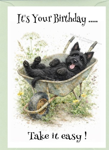 Scottish terrier scottie - /, dog