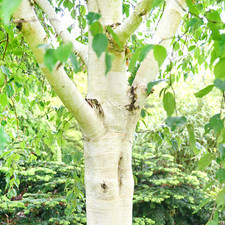 Betula utilis 'Grayswood
