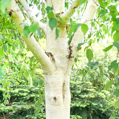 Betula utilis grayswood - utilis, 'grayswood