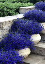500 x TRAILING CASCADE LOBELIA INDIGO SAPPHIRE Seeds
