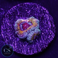 Coral exotic candyland - candyland, acan