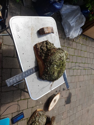 Oak burr for wood - burr,