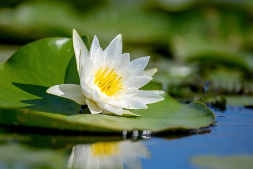 Nymphaea alba water - 'alba',