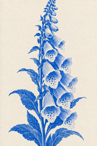 Foxglove flower risograph - foxglove,