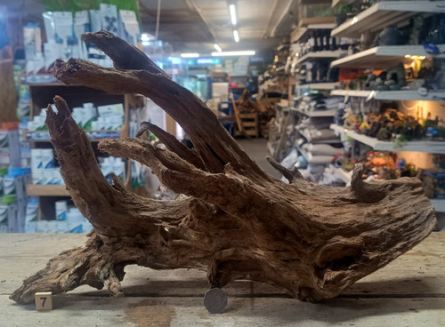 Large mangrove 68cm - 31-68cm, root