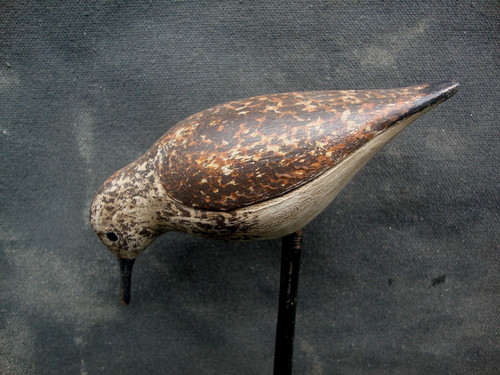 Superb sanderling steve - superb,