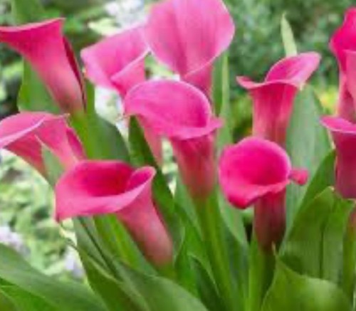 Calla wild salmon tuberous - calla,
