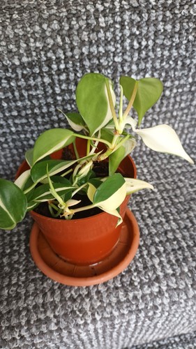 Philodendron hederaceum cream - philodendron, 'cream