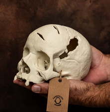 Human skull replica life - human,