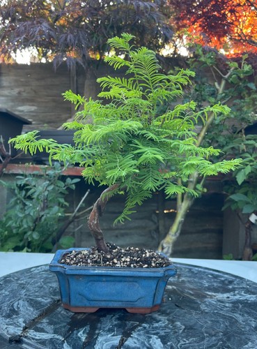 Dawn redwood bonsai - dawn, tree