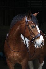 Hunter Bridle with Plaited