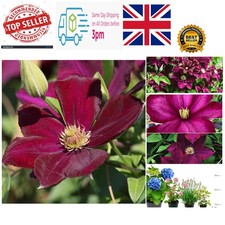 3 x Clematis Volcano Climbing
