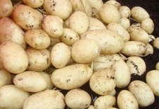 Maris Piper (Quality Main Crop