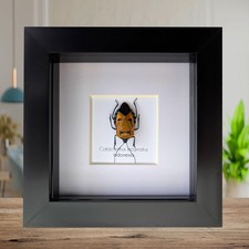 Taxidermy man-faced stink bug