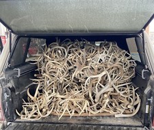 3, 5, 10 Pounds Premium A