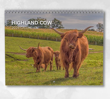 Highland Cow Calendar 2026