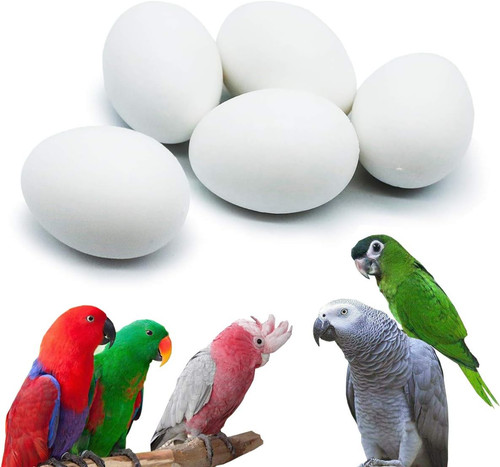 Pcs hatching eggs for - 5,