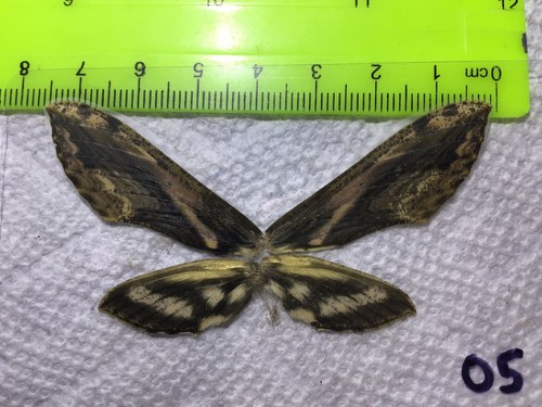 Lpsp a xylophanes - ,