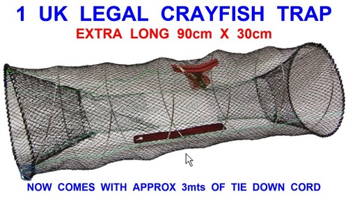 Legal long crayfish - legal,