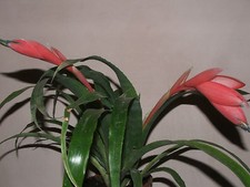 Rare pink billbergia bromeliad - pink,