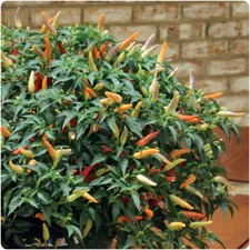 Chilli Pepper 'Hot Basket of