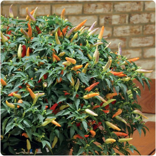 Chilli pepper hot - 'hot, of