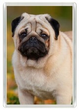 PUG FAWN HEAD STUDY CHARMING