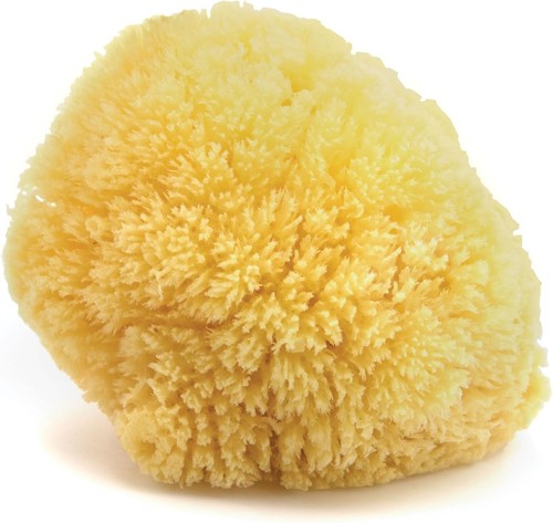 Caribbean sea sponge hand cut - caribbean,