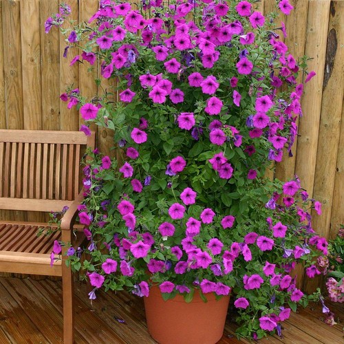 Thompson morgan petunia - thompson,