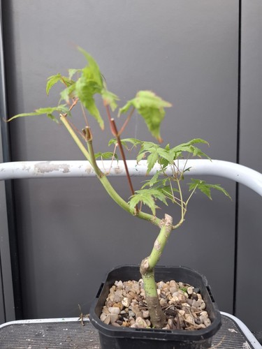 Part trained japanese maple - trained,