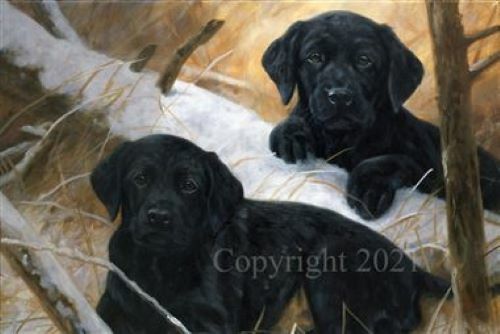 Black labrador puppies - black,