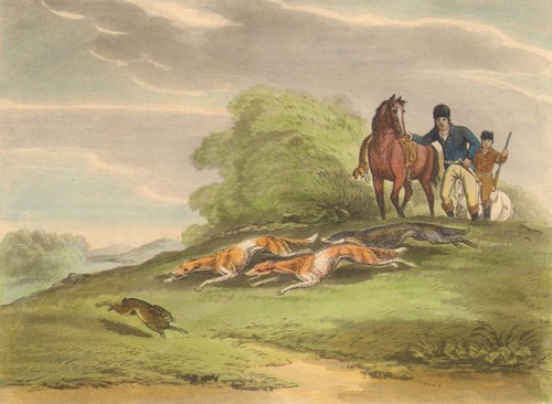 Russia hare coursing - hare, fan-