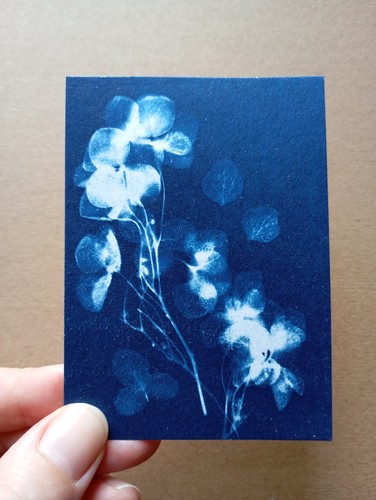 Aceo original cyanotype print - aceo,