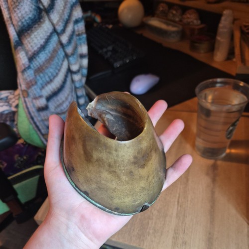 Antique taxidermy horse - antique, hoof