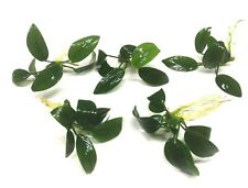 5x Anubias Nana Petite Live Aquarium Aquatic Plants Ideal on Wood Aqua Scaping 